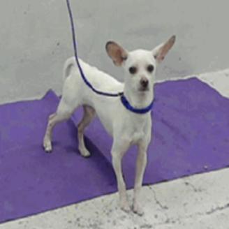 Enlarge Bartok, a Adoptable Chihuahua in Katy, TX image 2/3