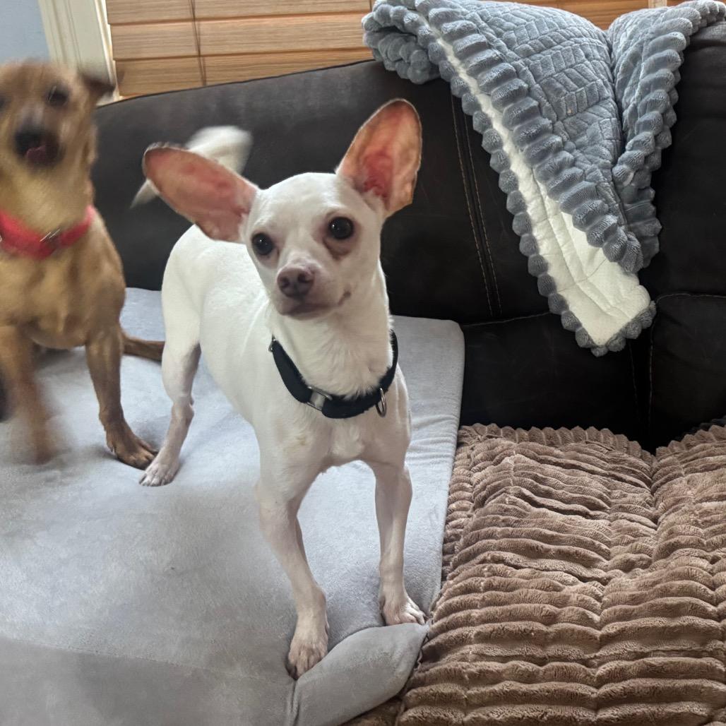 Bartok, a Adoptable Chihuahua in Katy, TX image 5/6