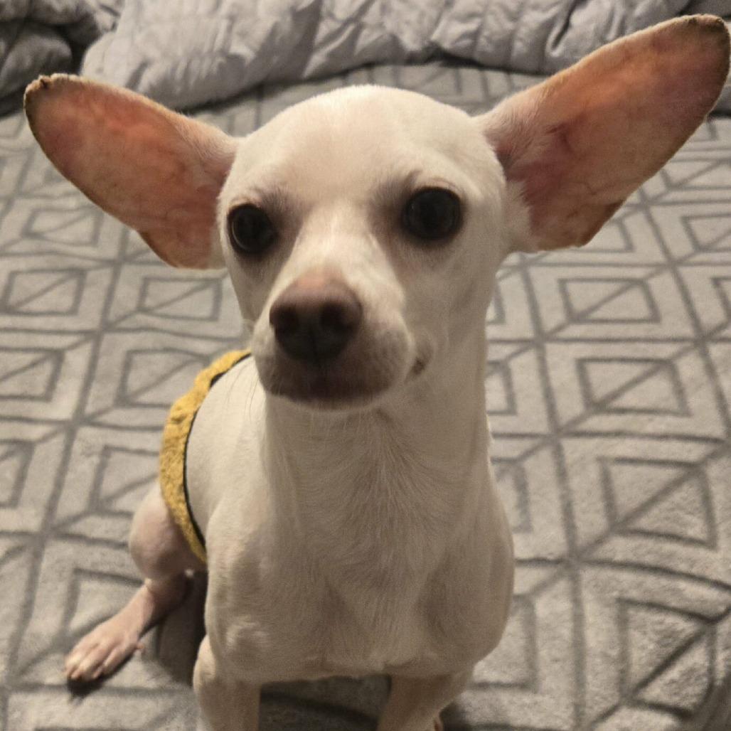 Enlarge Bartok, a Adoptable Chihuahua in Katy, TX image 3/3
