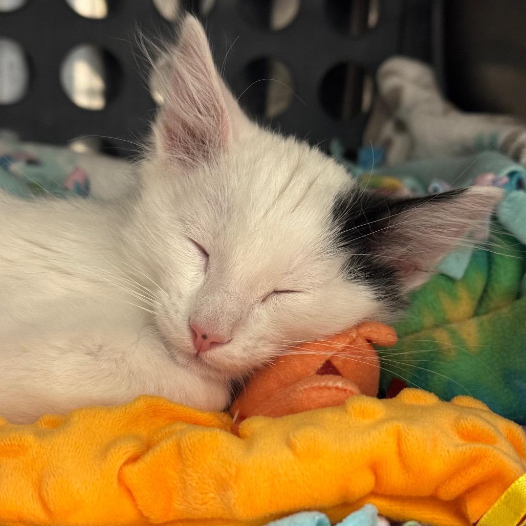 Riorson (Casper), Adoptable, Kitten Male Domestic Medium Hair & Domestic Short Hair.