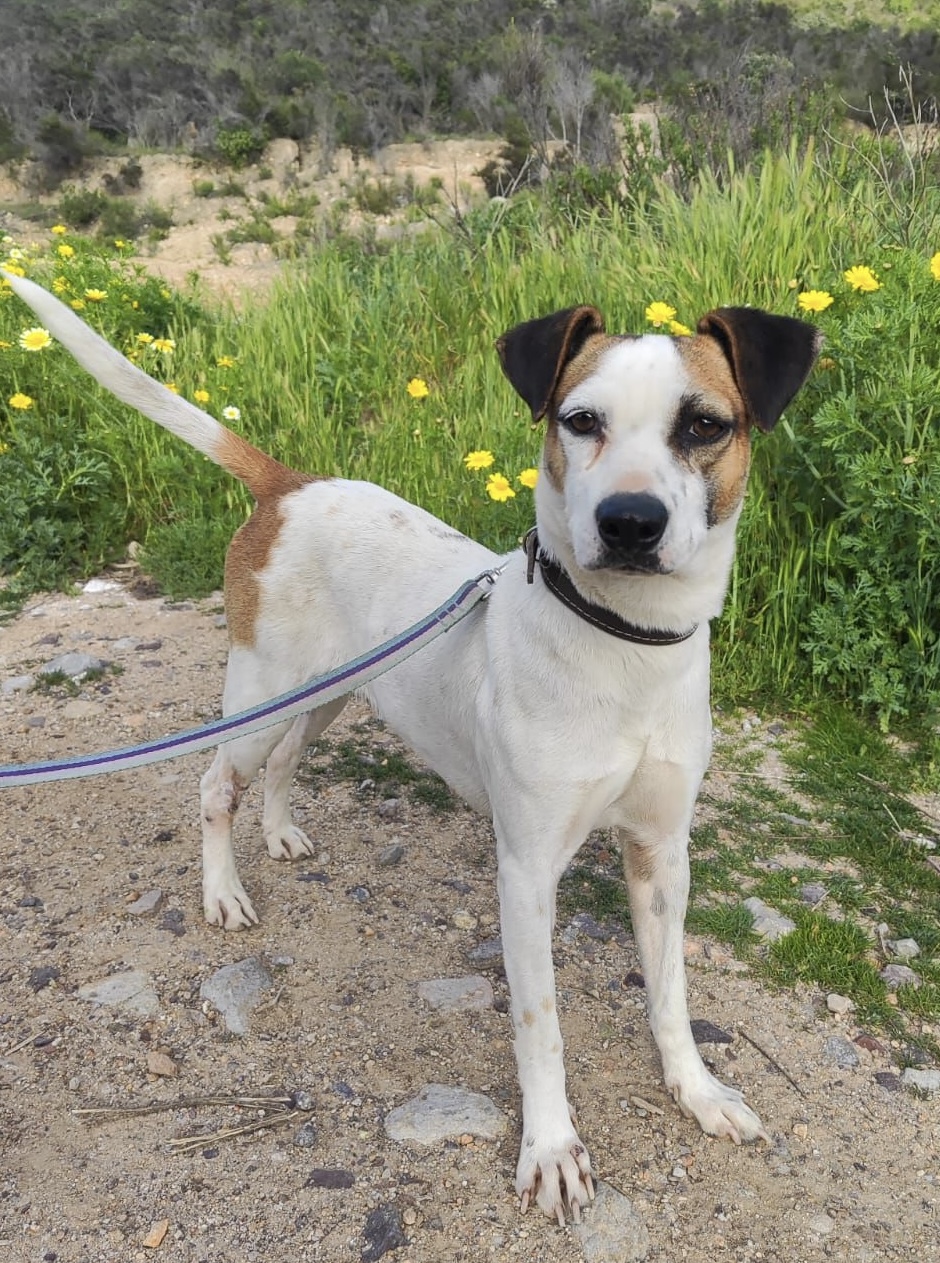Gin, Adopted, Young Female Jack Russell Terrier.