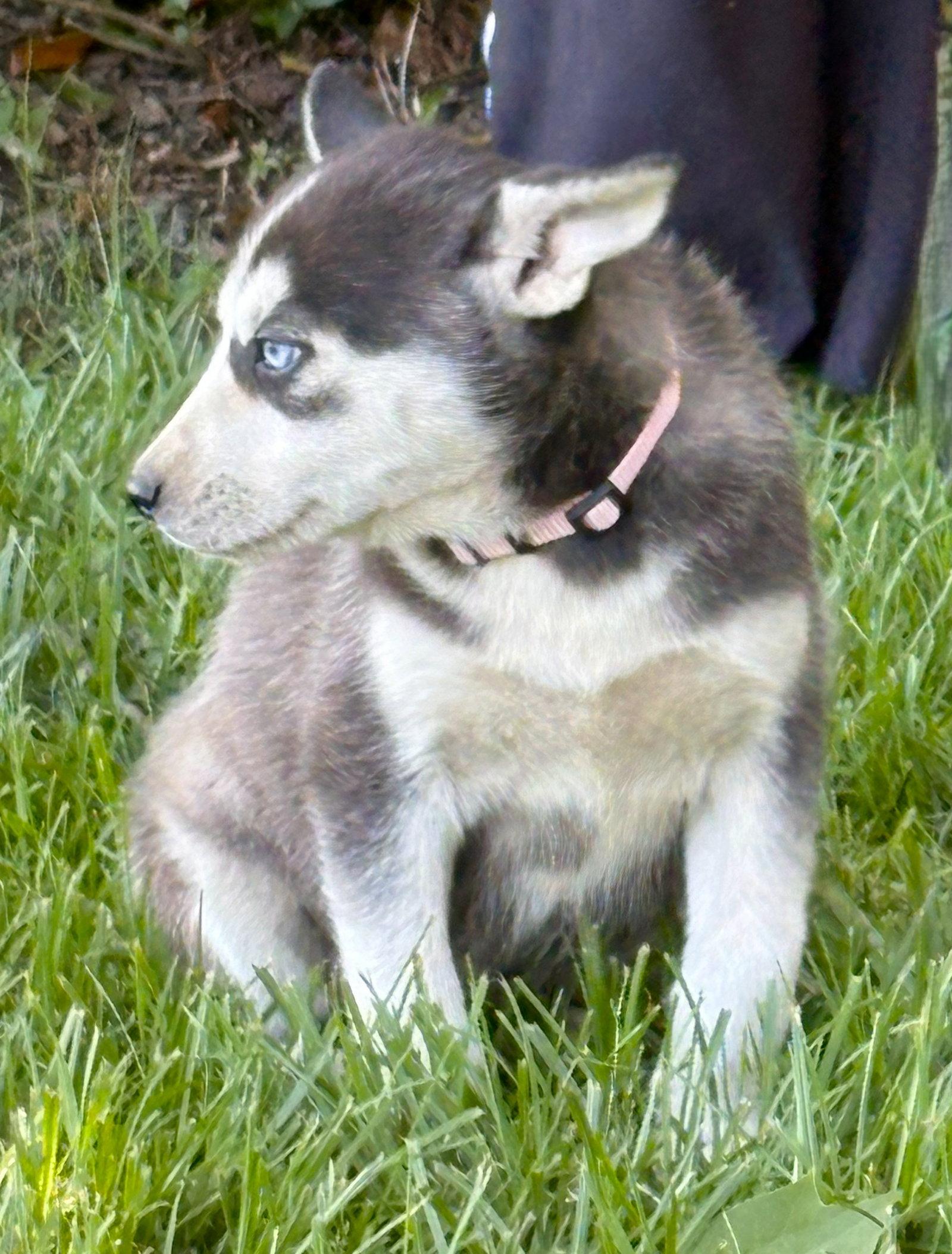 SKYE-12wks-Spay Contract Required $525, a Adoptable Husky in Holly Hill, SC image 1/2