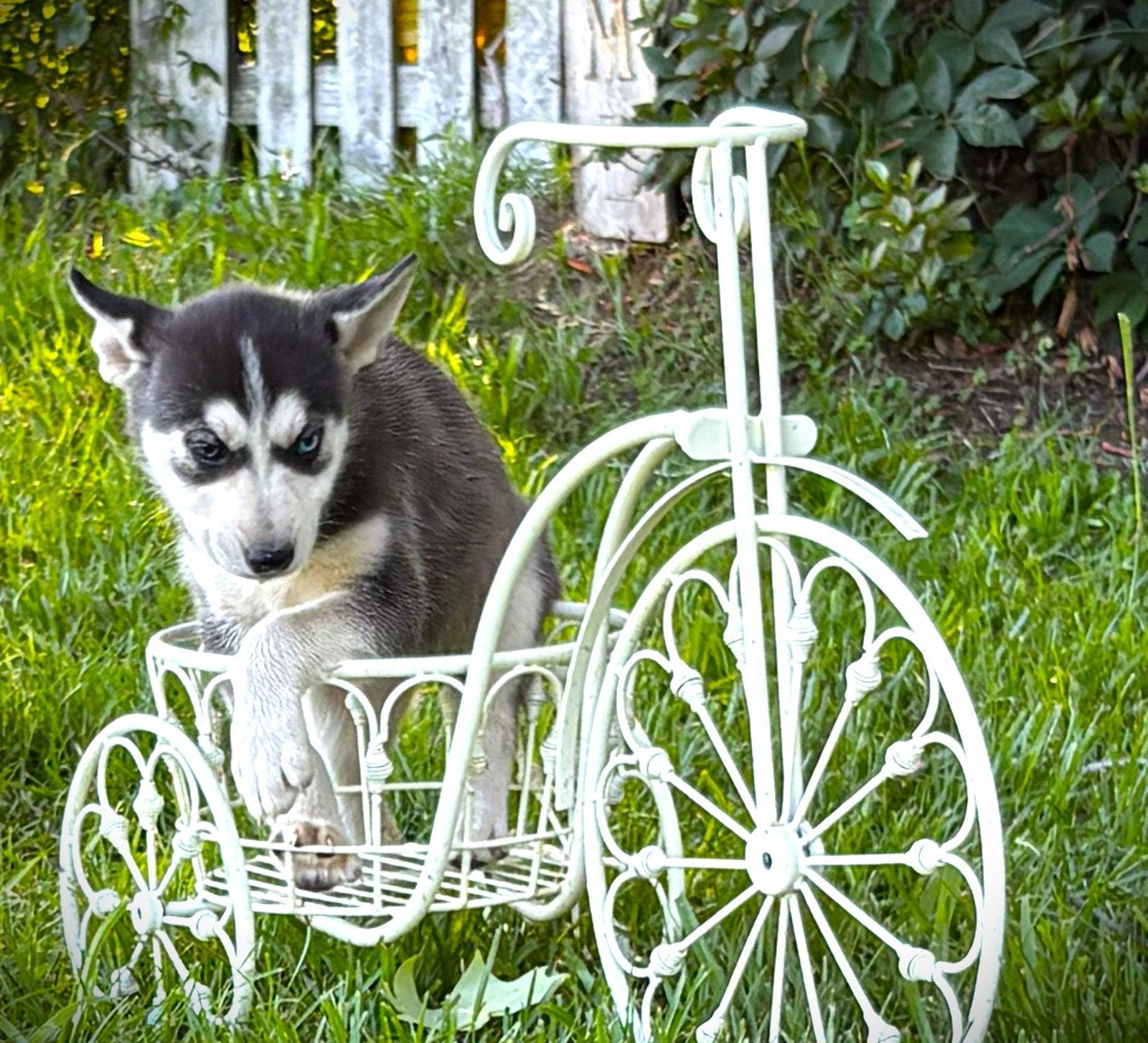 SKYE-12wks-Spay Contract Required $525, a Adoptable Husky in Holly Hill, SC image 2/2