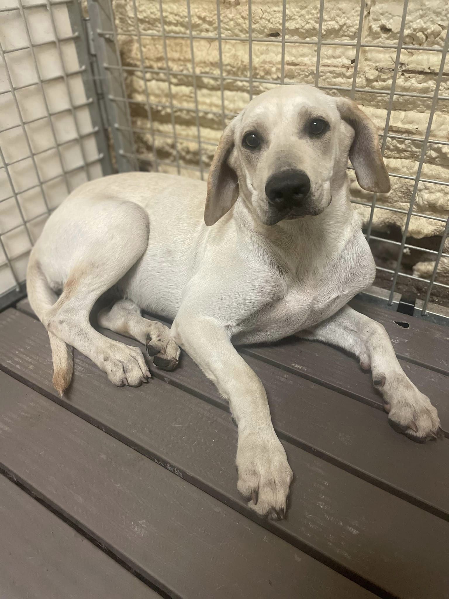 Lea, a Adoptable mixed breed in Okemah, OK image 6/6