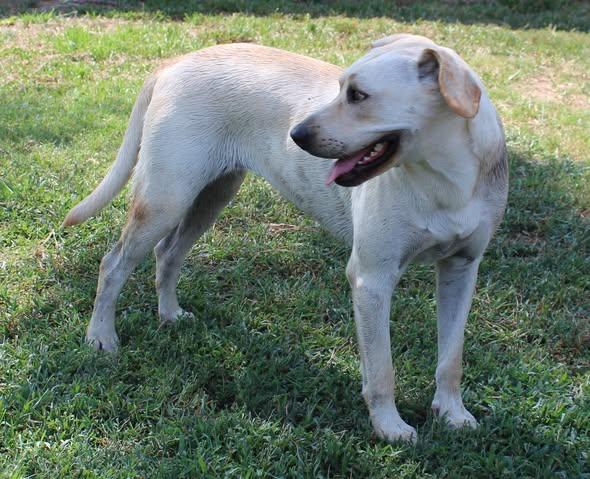 Enlarge Lea, a Adoptable mixed breed in Okemah, OK image 5/6