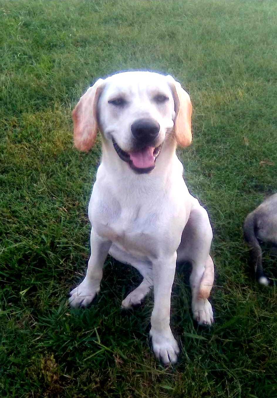 Lea, a Adoptable mixed breed in Okemah, OK image 4/6