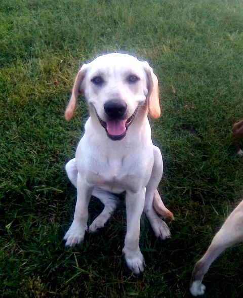 Lea, a Adoptable mixed breed in Okemah, OK image 5/6