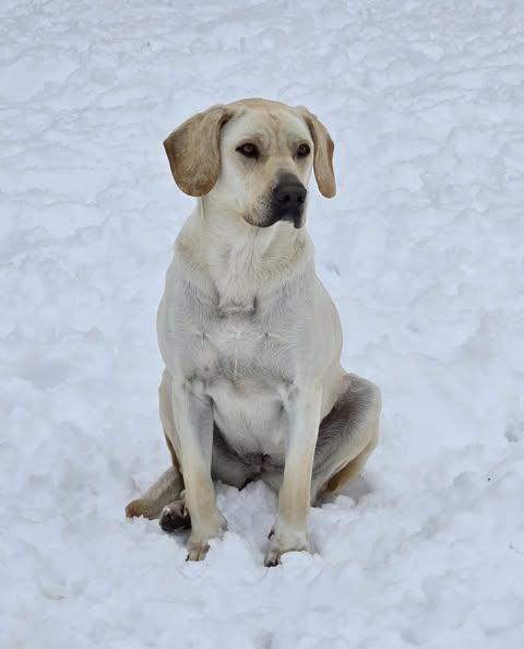 Lea, a Adoptable mixed breed in Okemah, OK image 1/6