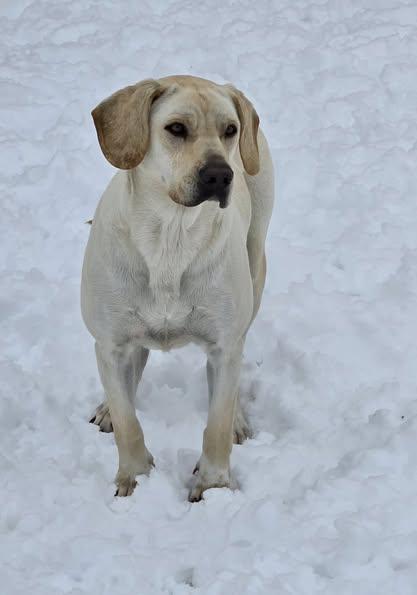 Lea, a Adoptable mixed breed in Okemah, OK image 2/6