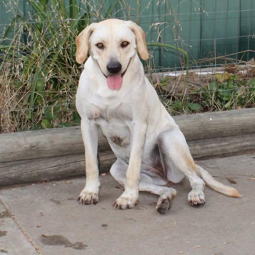 Lea, a Adoptable mixed breed in Okemah, OK image 3/6