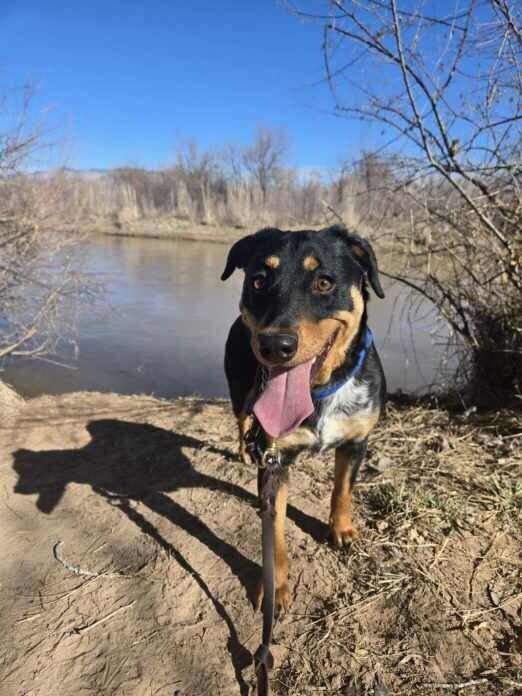 Raisin Bran, Adoptable, Young Female Rottweiler & Coonhound.