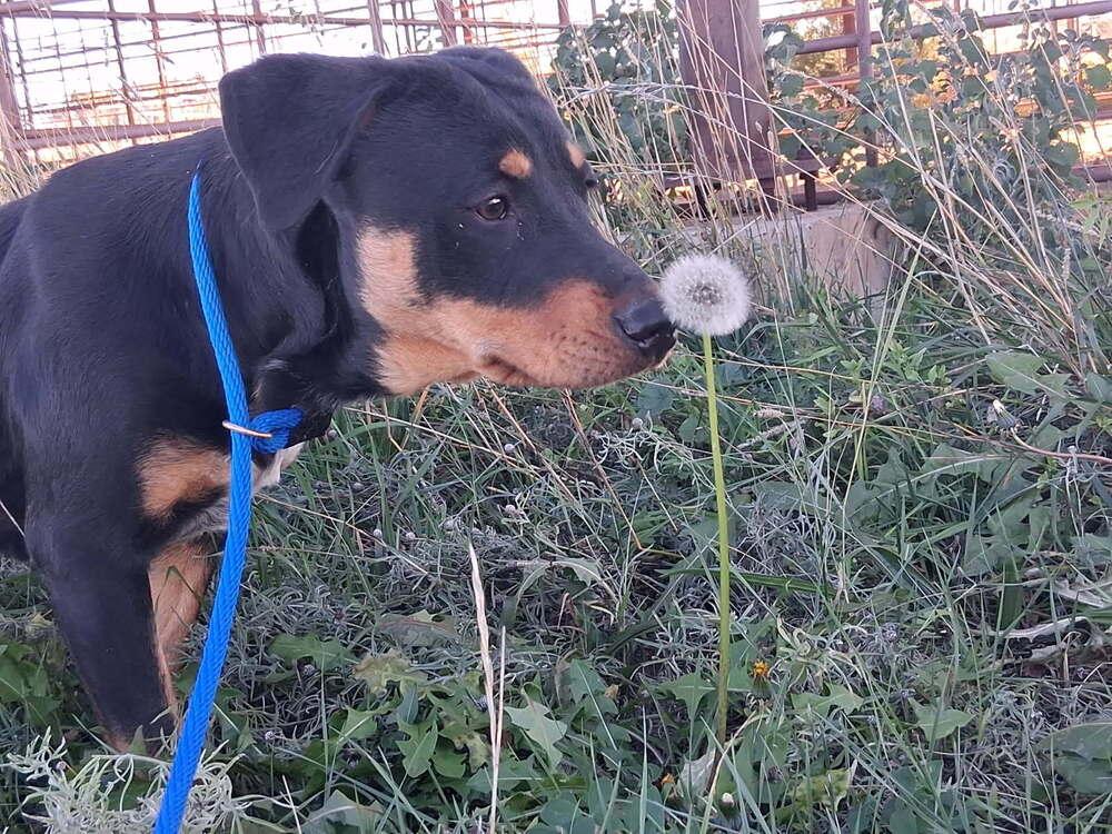 Raisin Bran, Adoptable, Young Female Rottweiler & Coonhound.