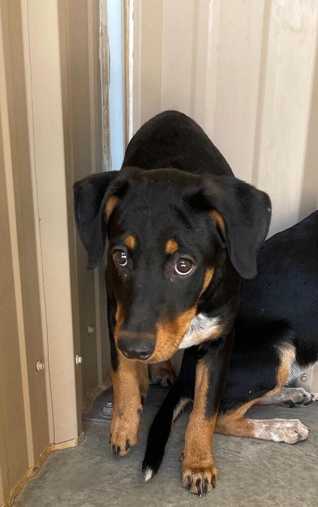 Raisin Bran, a Adoptable mixed breed in Mountainair, NM image 2/3