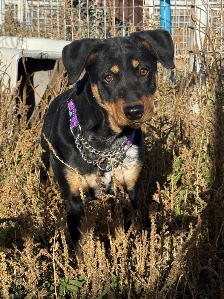 Raisin Bran, a Adoptable mixed breed in Mountainair, NM image 3/3