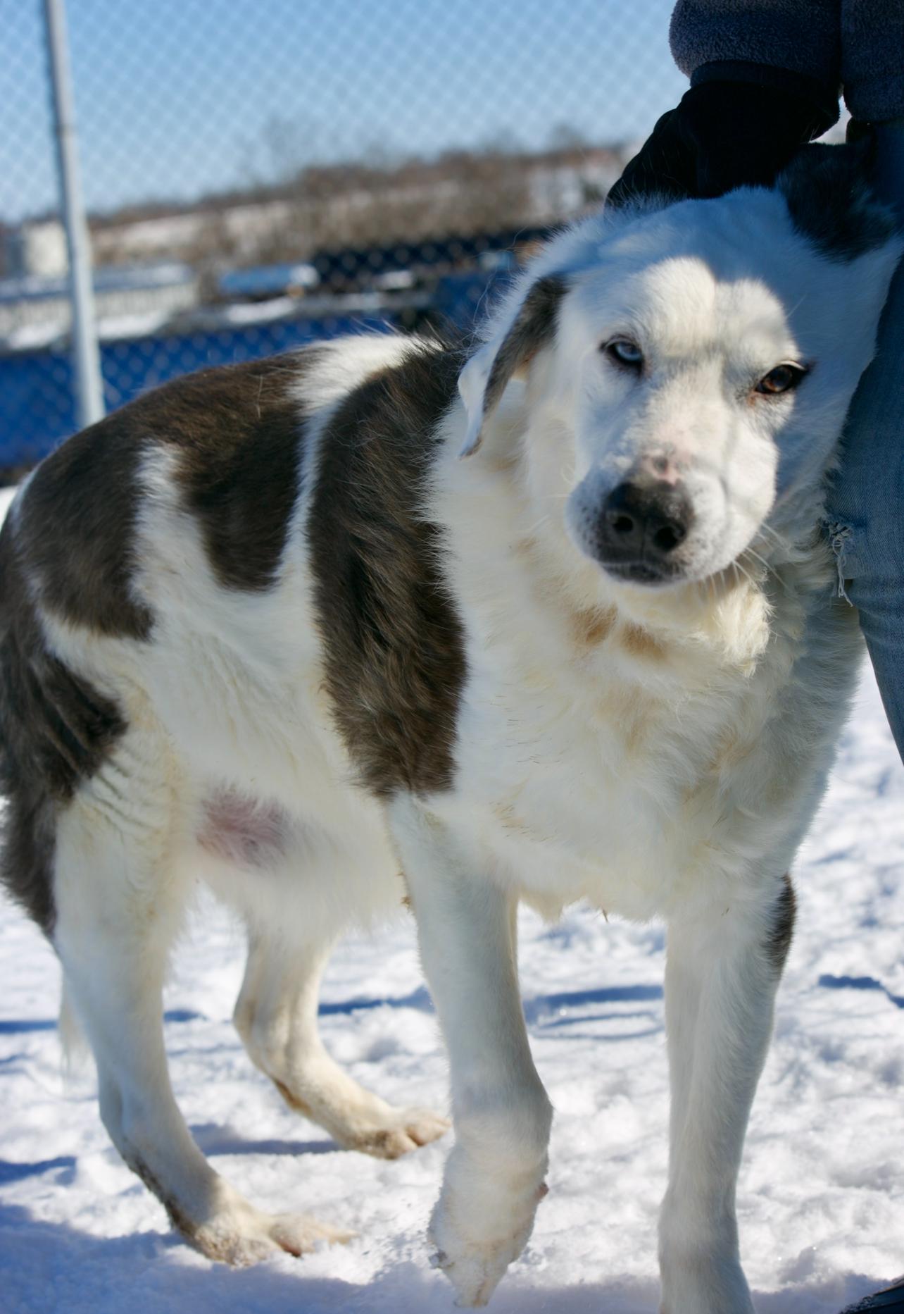 Enlarge Rascal, an adopted mixed breed in Mount Sterling, KY image 4/4