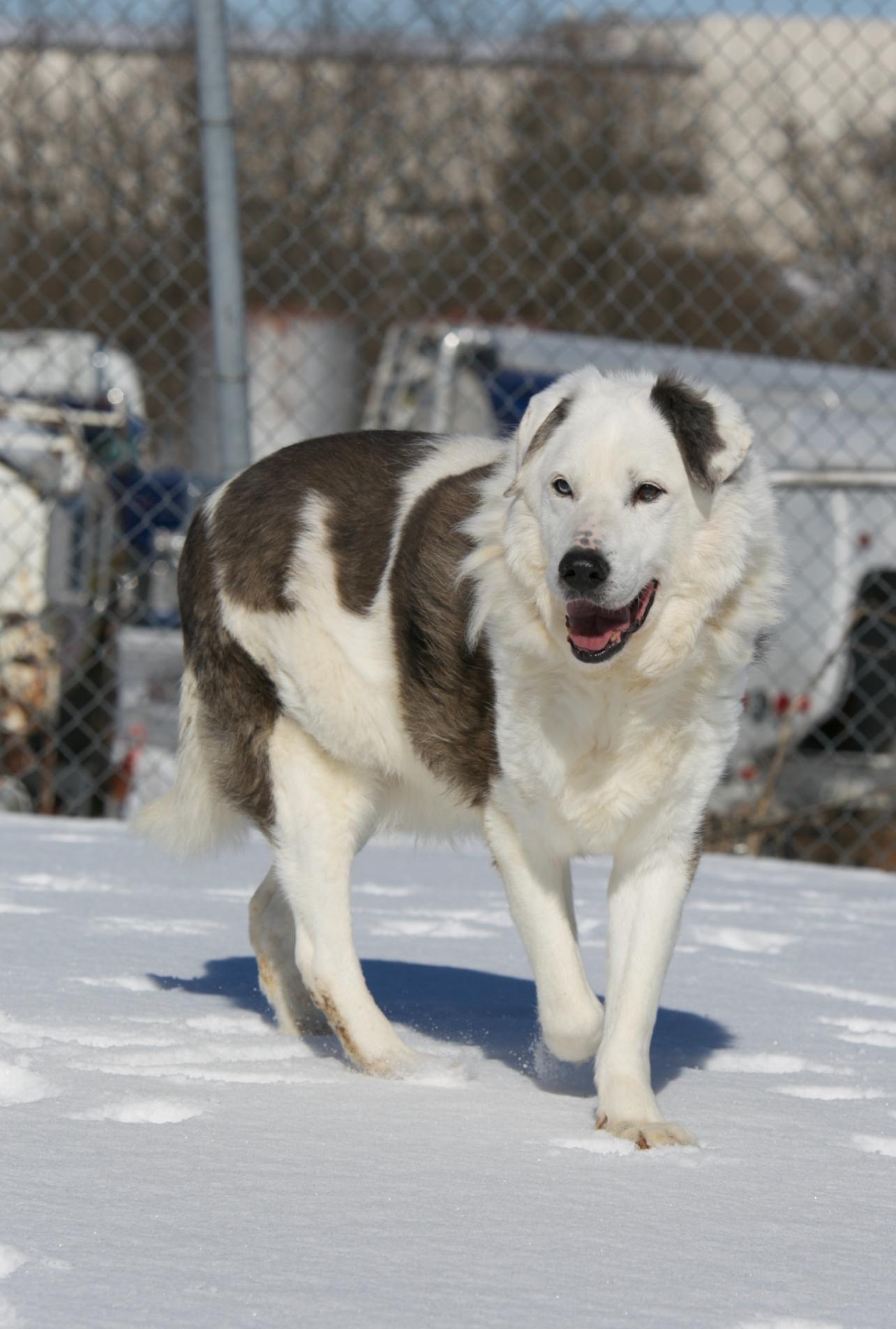Enlarge Rascal, an adopted mixed breed in Mount Sterling, KY image 2/4