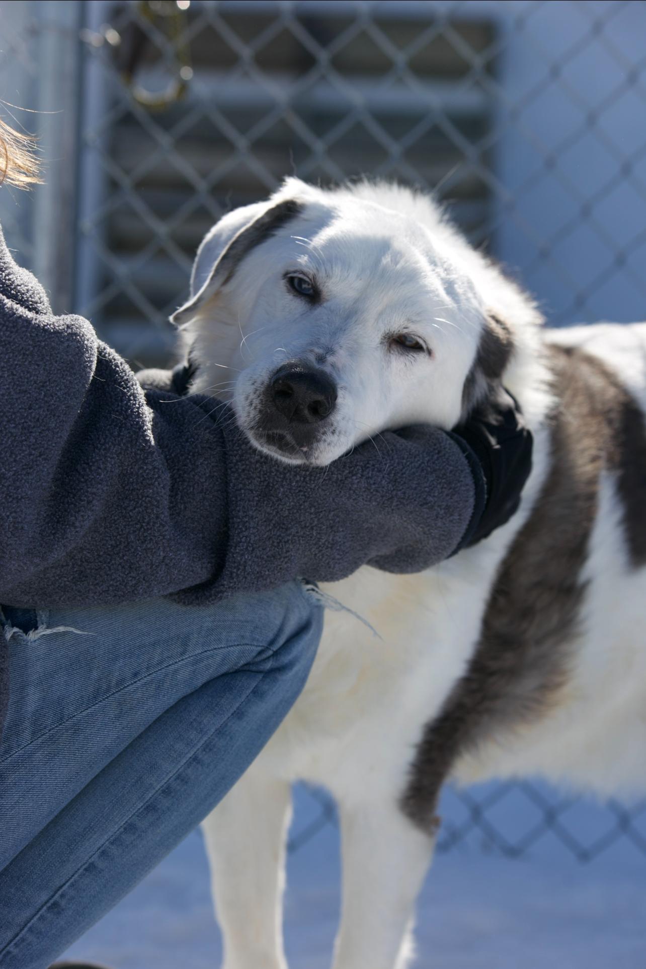 Rascal, adopted, Senior Male Great Pyrenees & Australian Shepherd.