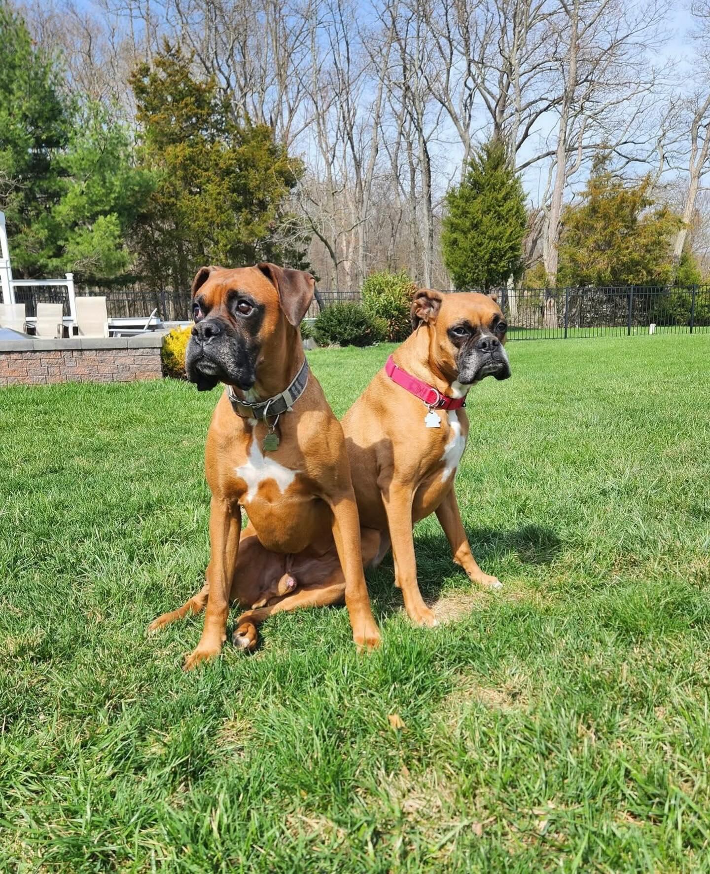 Enlarge Kenya & Radio, a ADOPTABLE Boxer in Middlesex, NJ image 1/6
