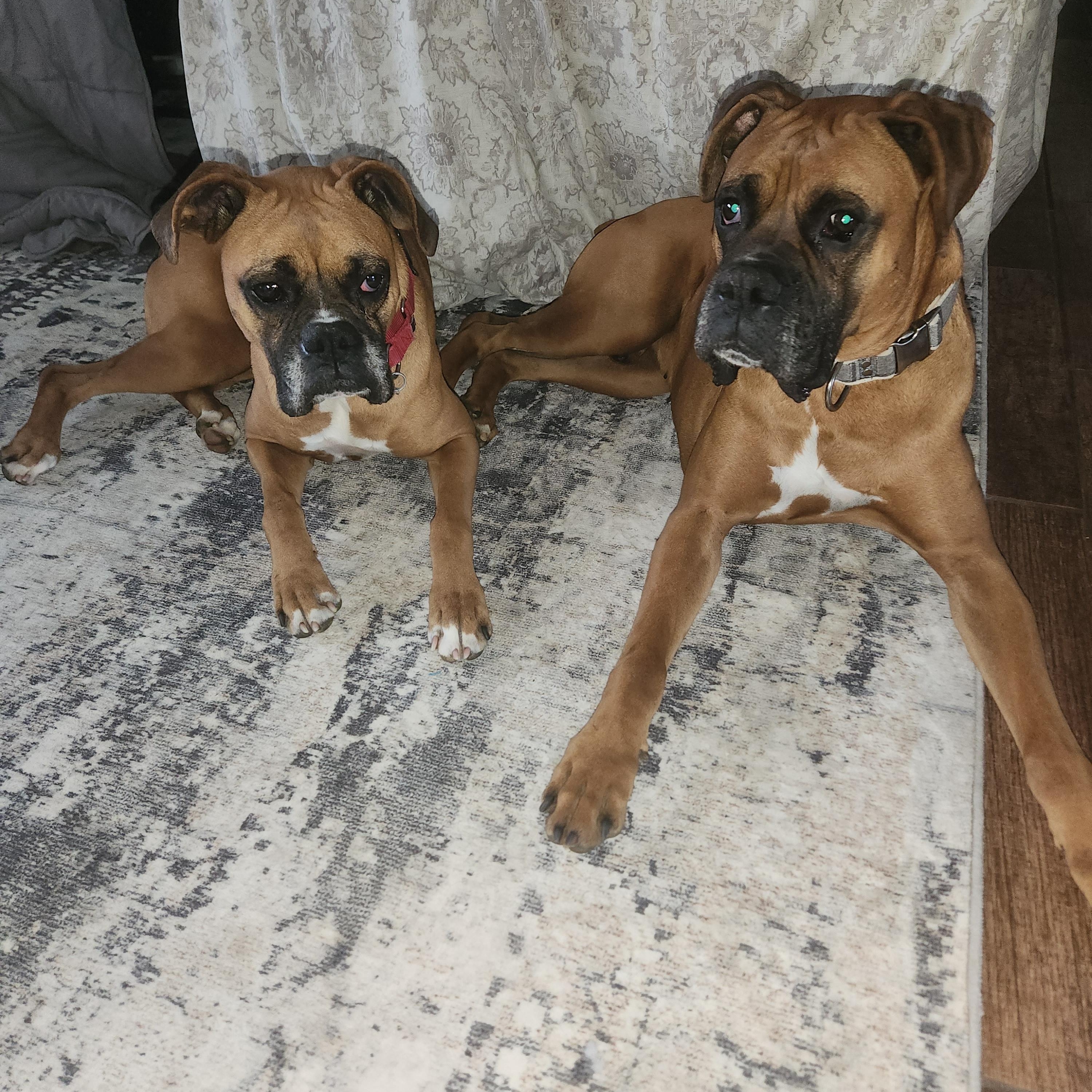 Kenya & Radio, a ADOPTABLE Boxer in Middlesex, NJ image 1/6