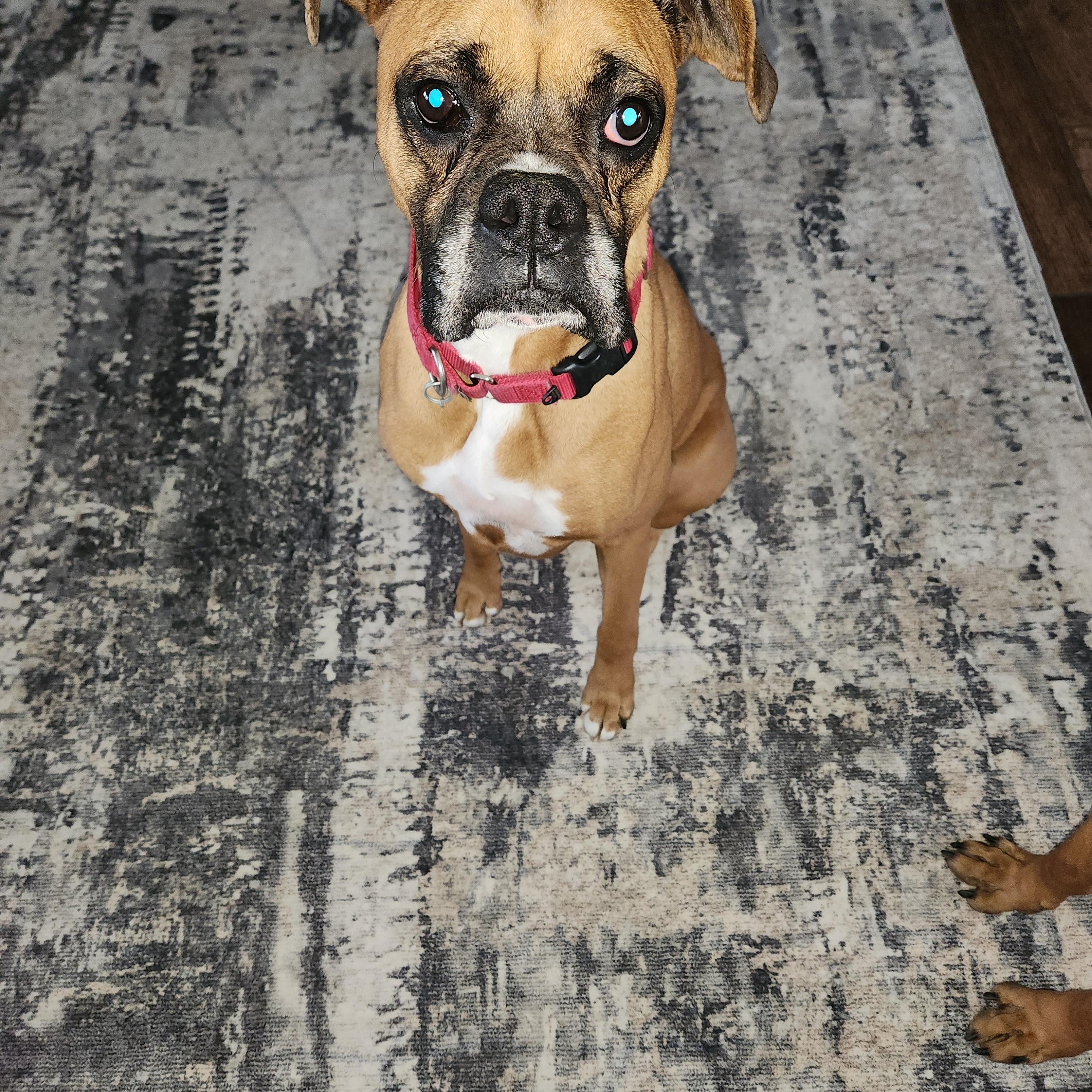 Kenya & Radio, a ADOPTABLE Boxer in Middlesex, NJ image 5/6