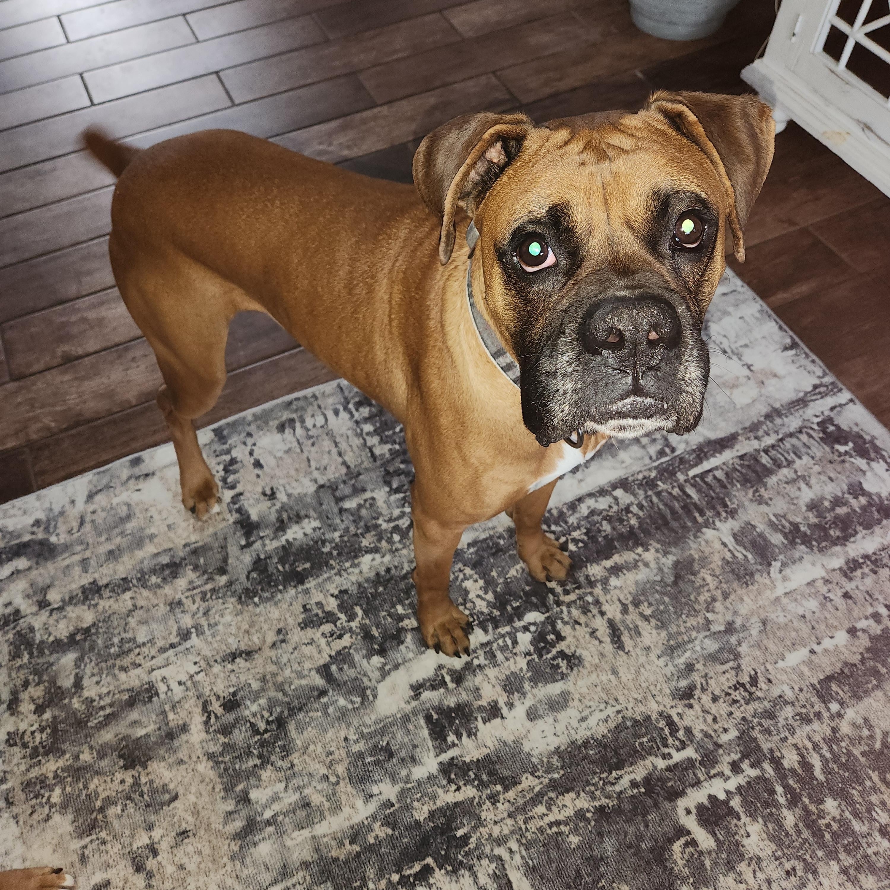 Kenya & Radio, a ADOPTABLE Boxer in Middlesex, NJ image 3/6