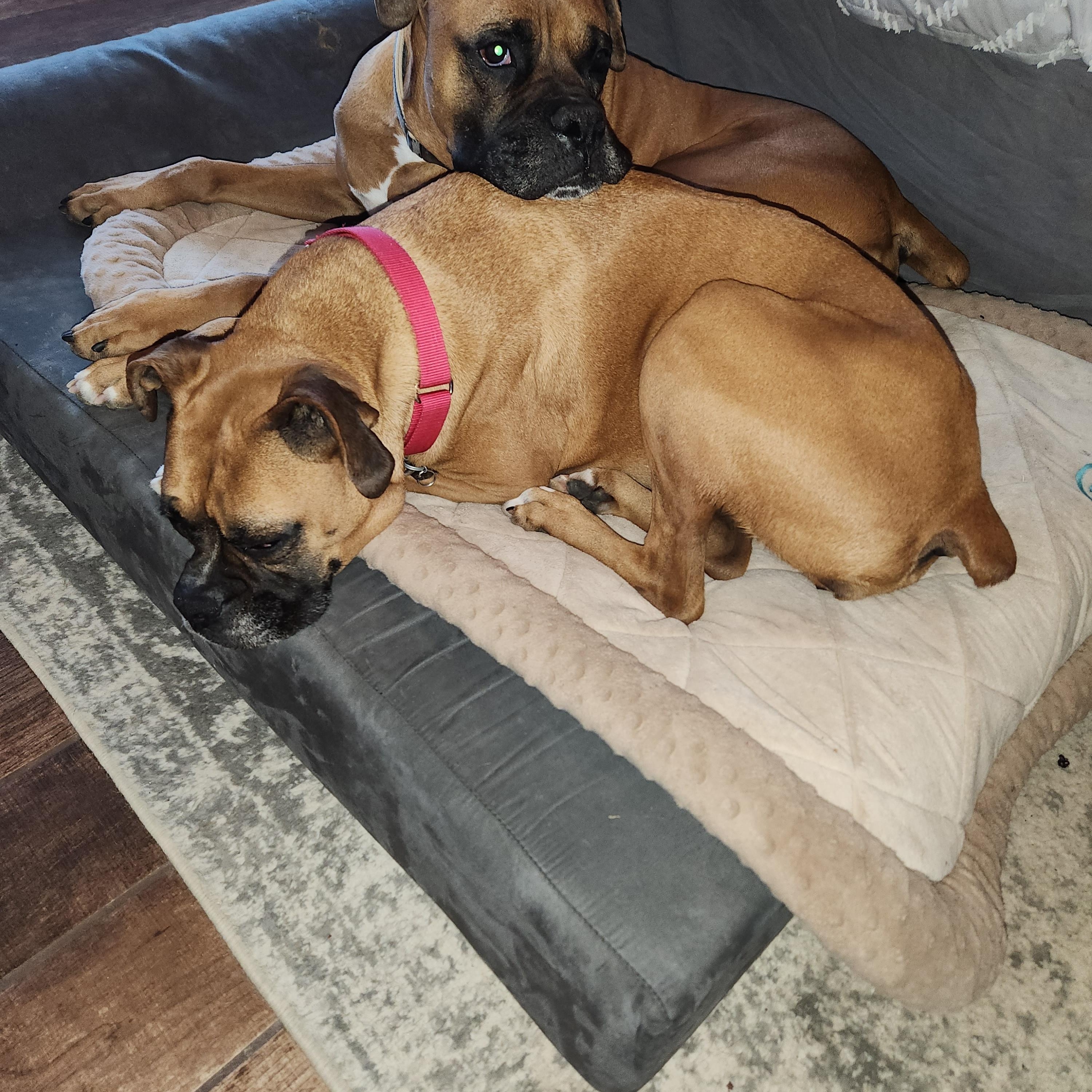 Kenya & Radio, a ADOPTABLE Boxer in Middlesex, NJ image 2/6