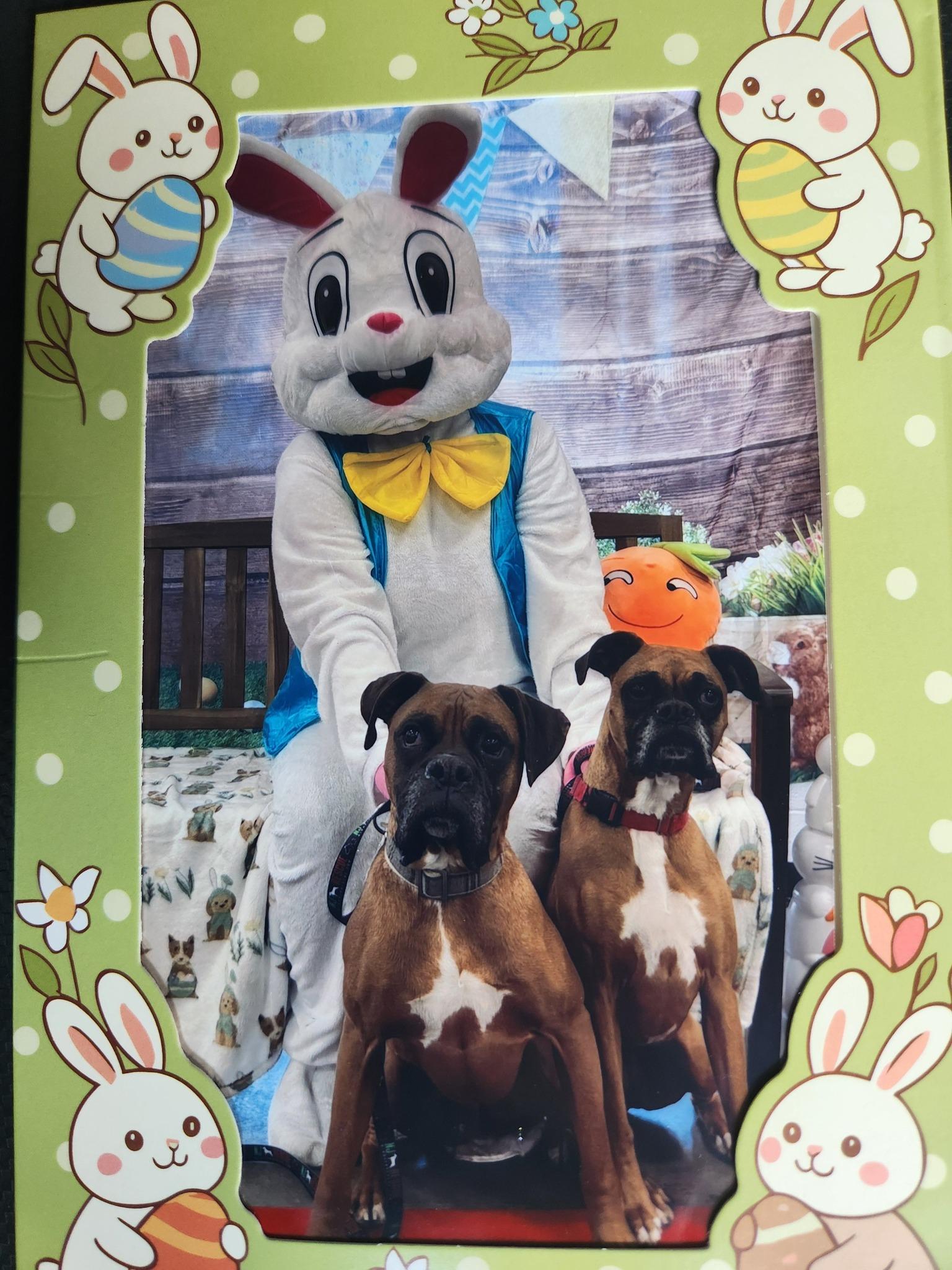 Kenya & Radio, ADOPTABLE, Adult Male Boxer.