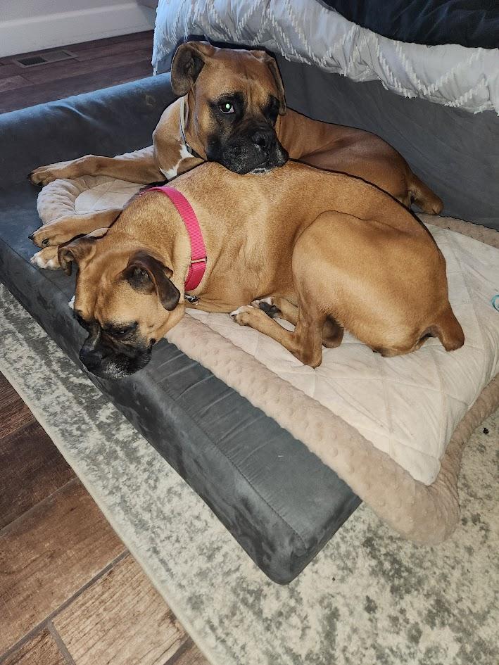 Enlarge Kenya & Radio, a ADOPTABLE Boxer in Middlesex, NJ image 2/4