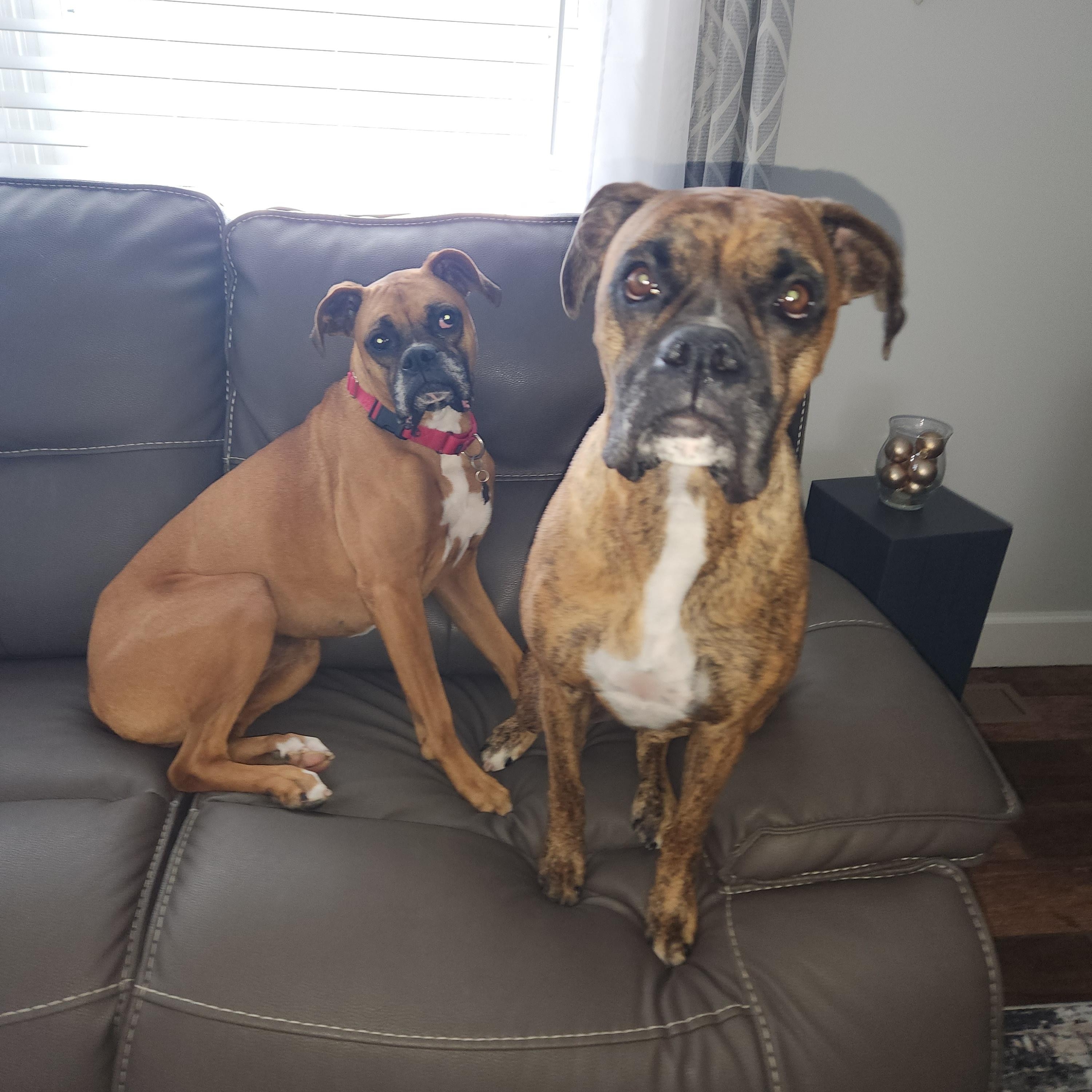 Kenya & Radio, a ADOPTABLE Boxer in Middlesex, NJ image 6/6