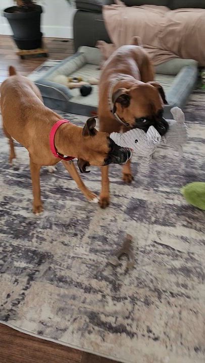 Enlarge Kenya & Radio, a ADOPTABLE Boxer in Middlesex, NJ video 4/4