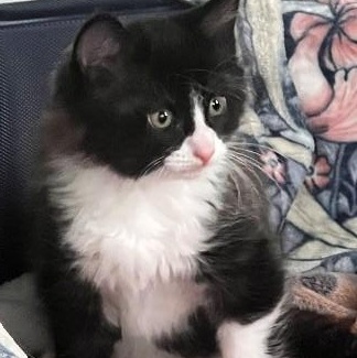 Tony, Baby Male Domestic Medium Hair