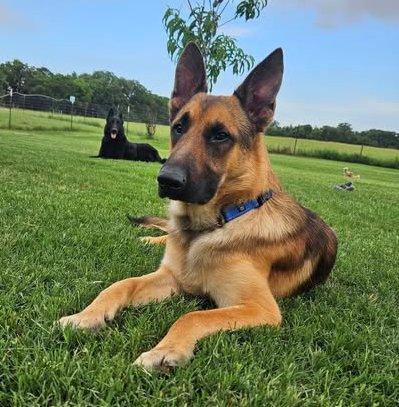 Rex, ADOPTABLE, Adult Male German Shepherd Dog.