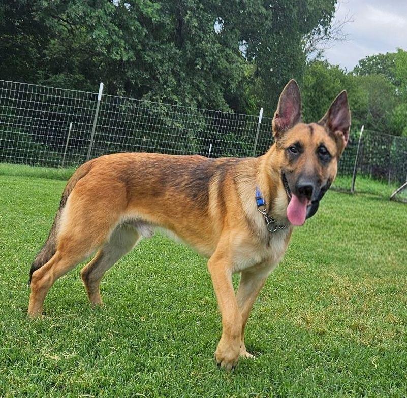 Enlarge Rex, a ADOPTABLE German Shepherd Dog in Dallas, TX image 4/5