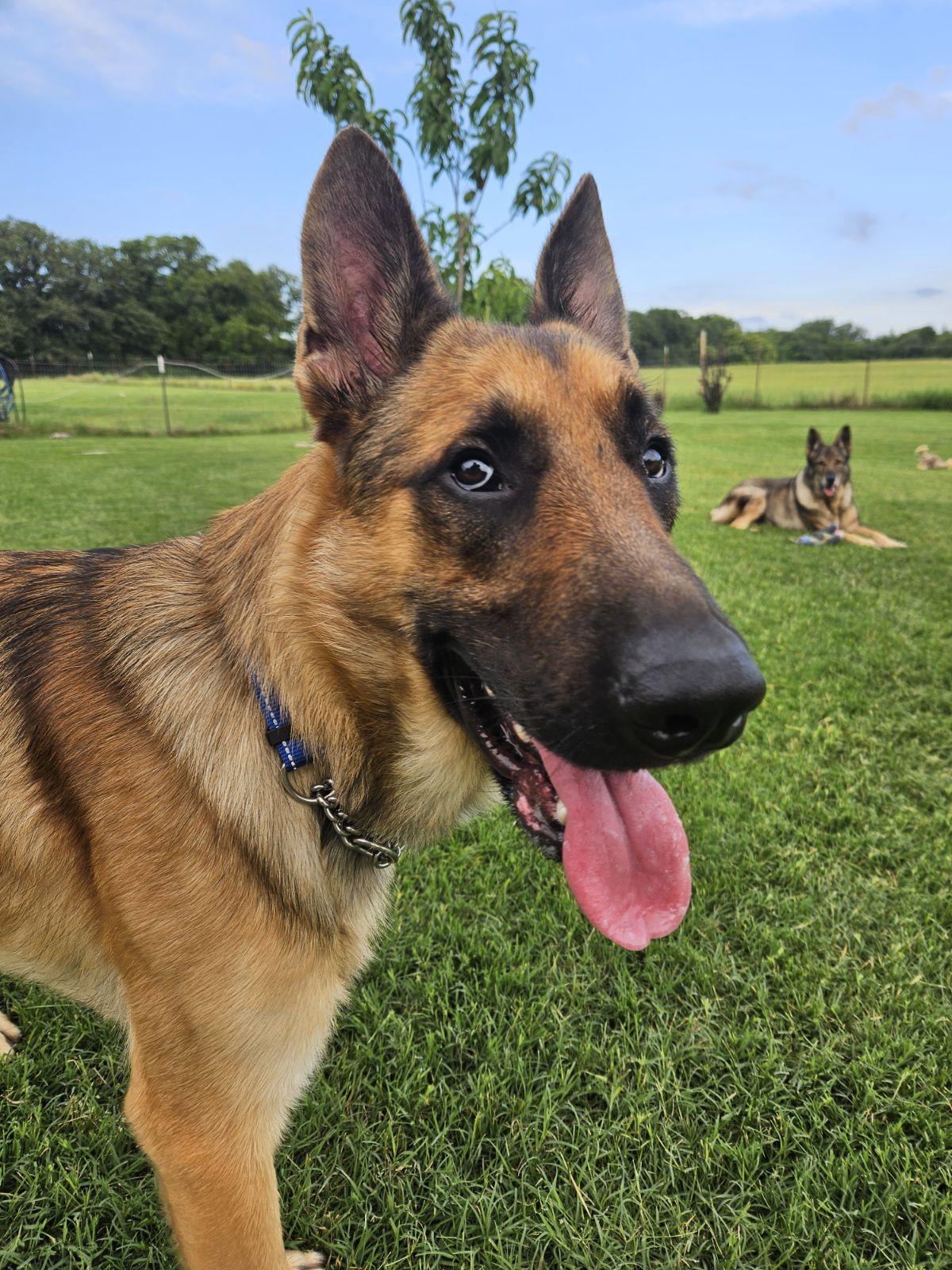 Enlarge Rex, a ADOPTABLE German Shepherd Dog in Dallas, TX image 2/5