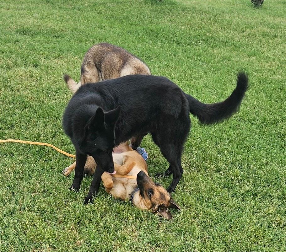 Enlarge Rex, a ADOPTABLE German Shepherd Dog in Dallas, TX image 5/5