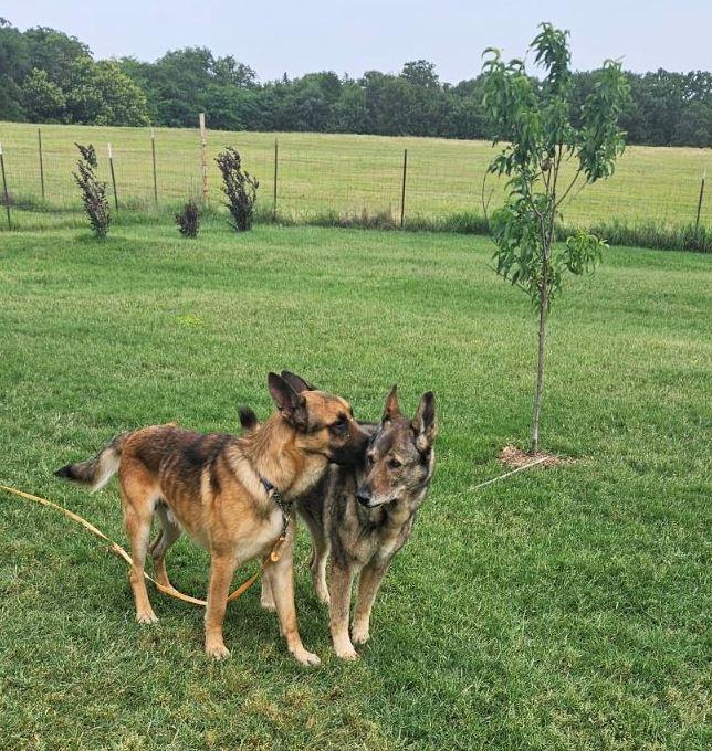 Enlarge Rex, a ADOPTABLE German Shepherd Dog in Dallas, TX image 3/5