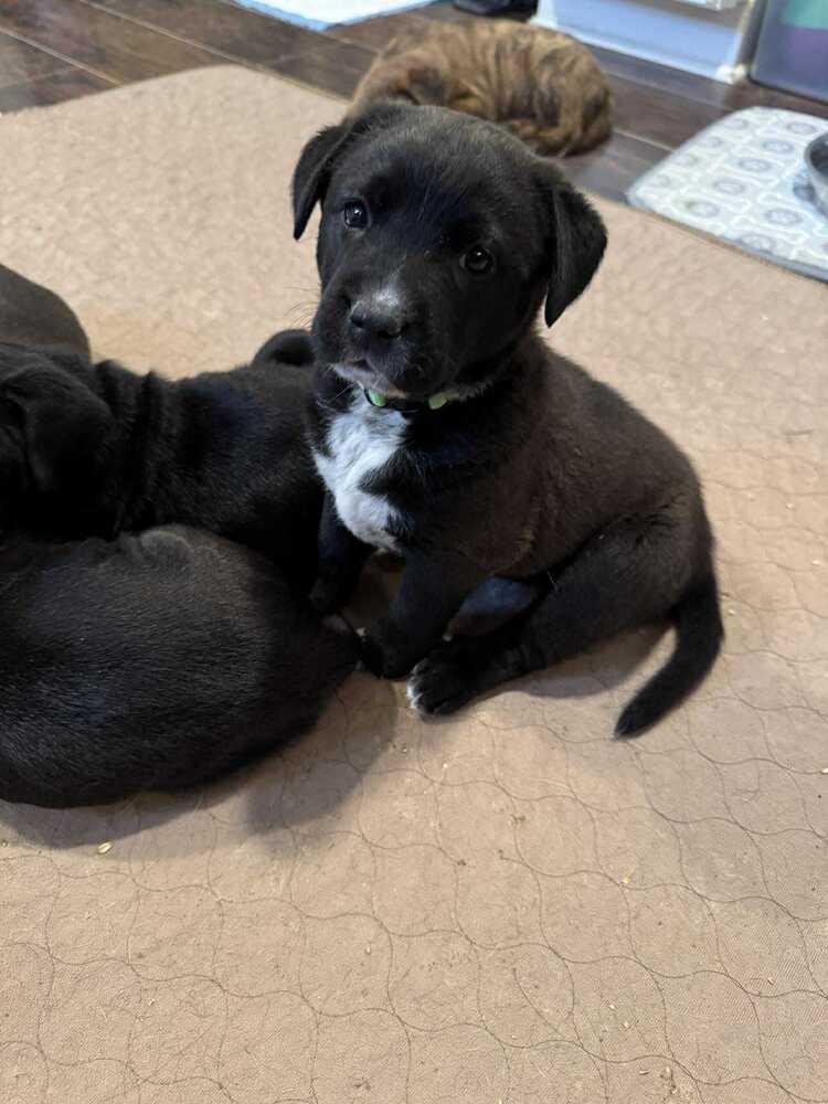 Enlarge Grigio (Wine Litter), a Adoptable mixed breed in New Albany, OH image 1/5