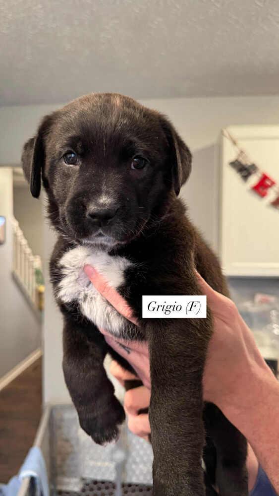 Enlarge Grigio (Wine Litter), a Adoptable mixed breed in New Albany, OH image 2/5