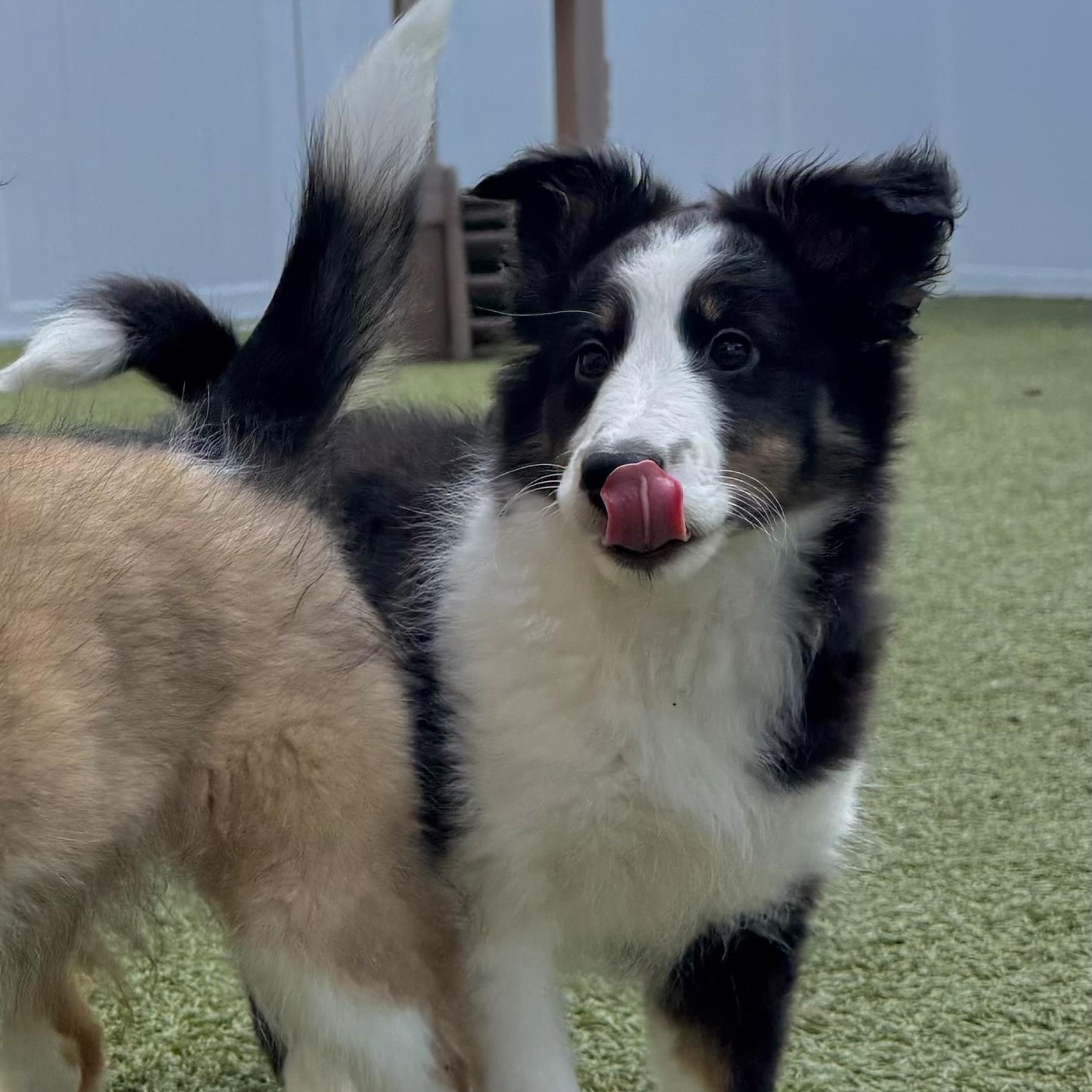 Enlarge Clove, an adoptable Shetland Sheepdog / Sheltie in Charlotte, NC image 1/1