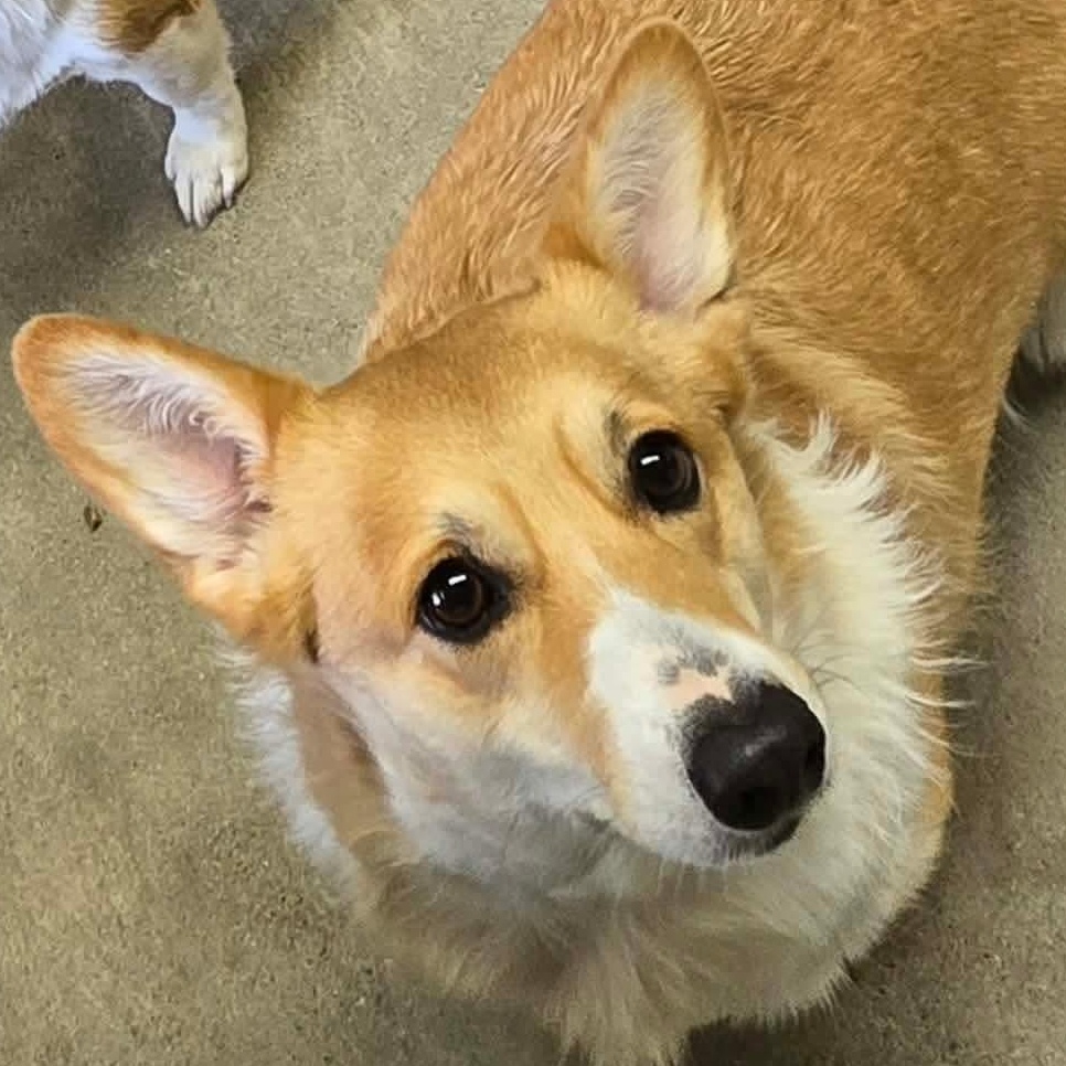Ramona, Adoptable, Adult Female Corgi.