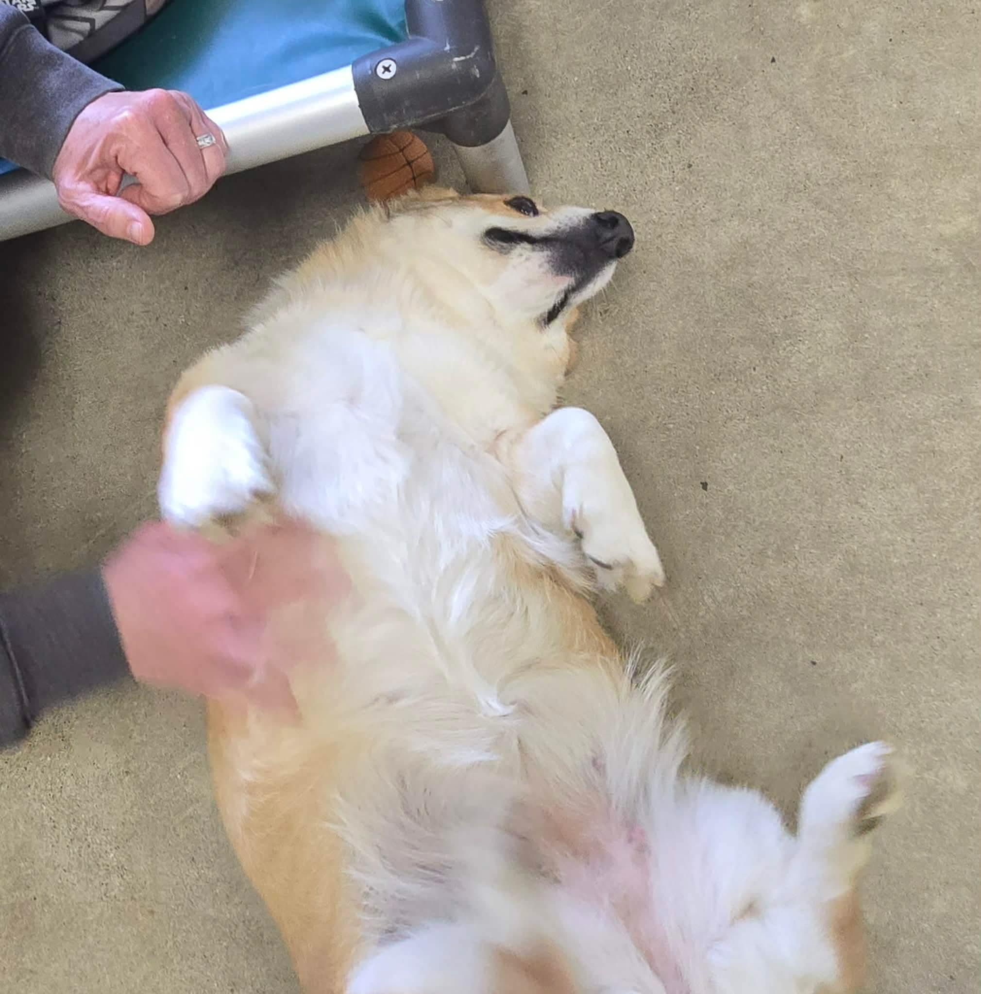 Enlarge Ramona, a Adoptable Corgi in Archbold , OH image 4/5