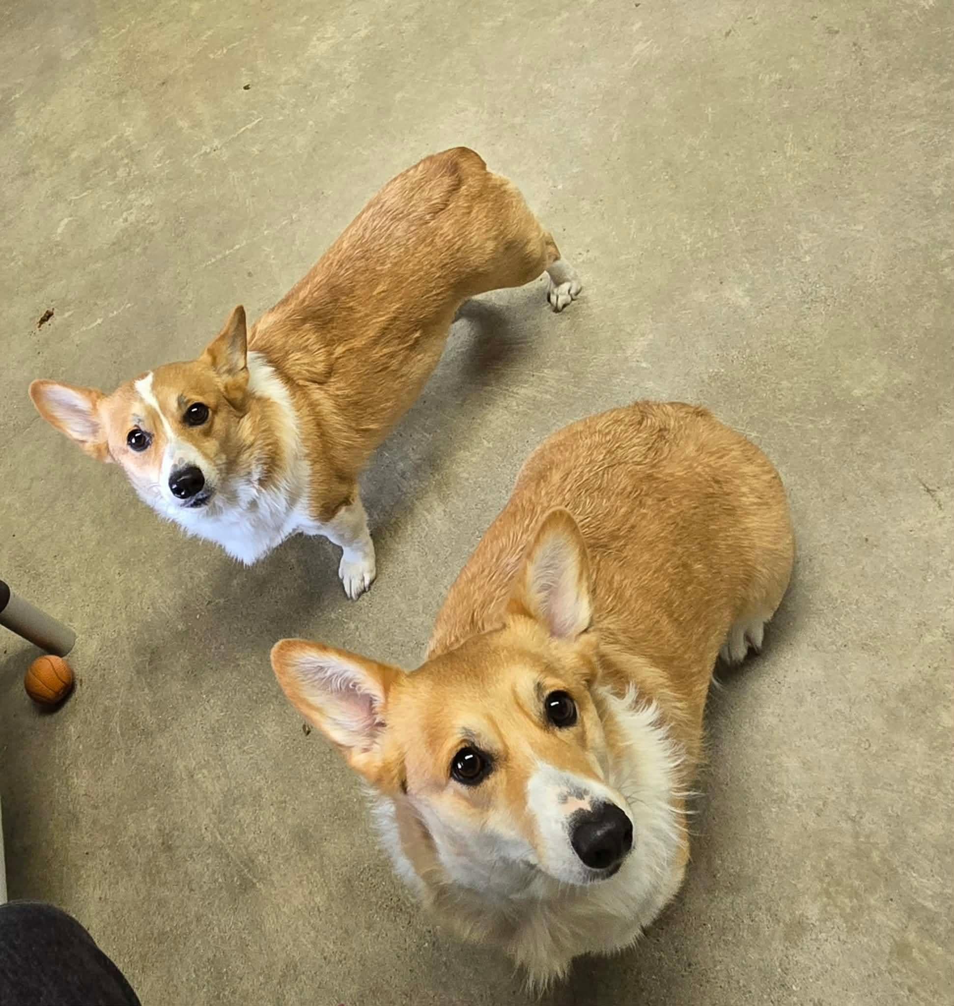 Enlarge Ramona, a Adoptable Corgi in Archbold , OH image 3/5