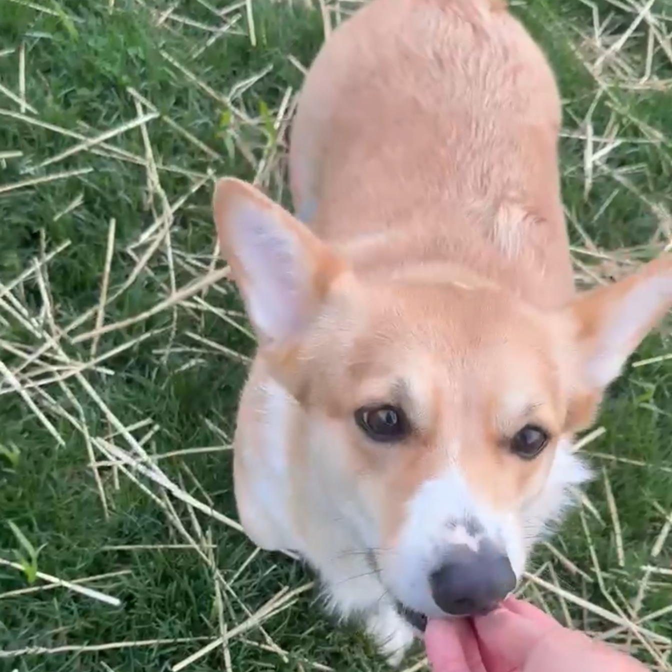 Enlarge Ramona, a Adoptable Corgi in Archbold , OH image 2/5