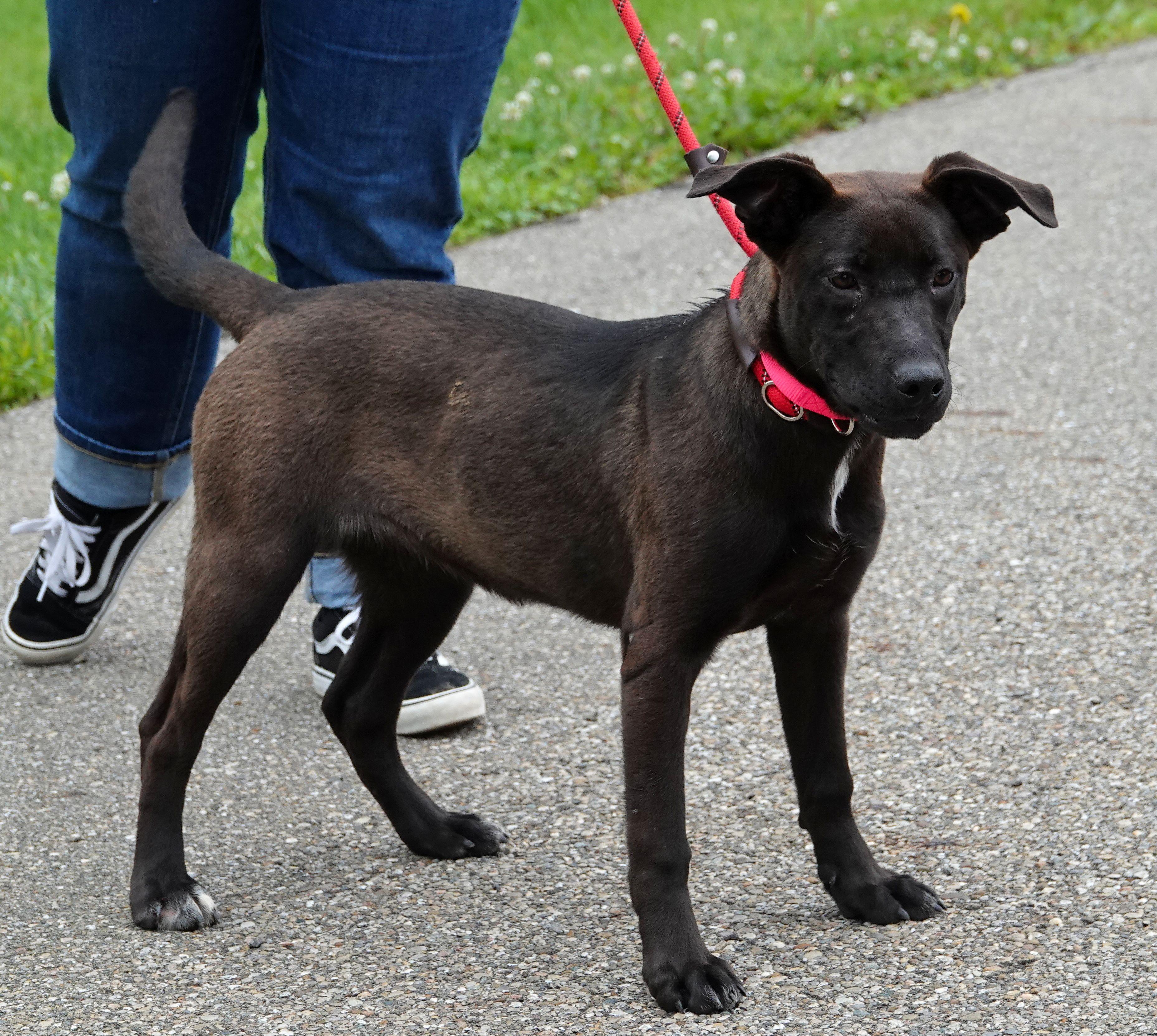 Ariel, a ADOPTABLE mixed breed in Millfield, OH image 3/3