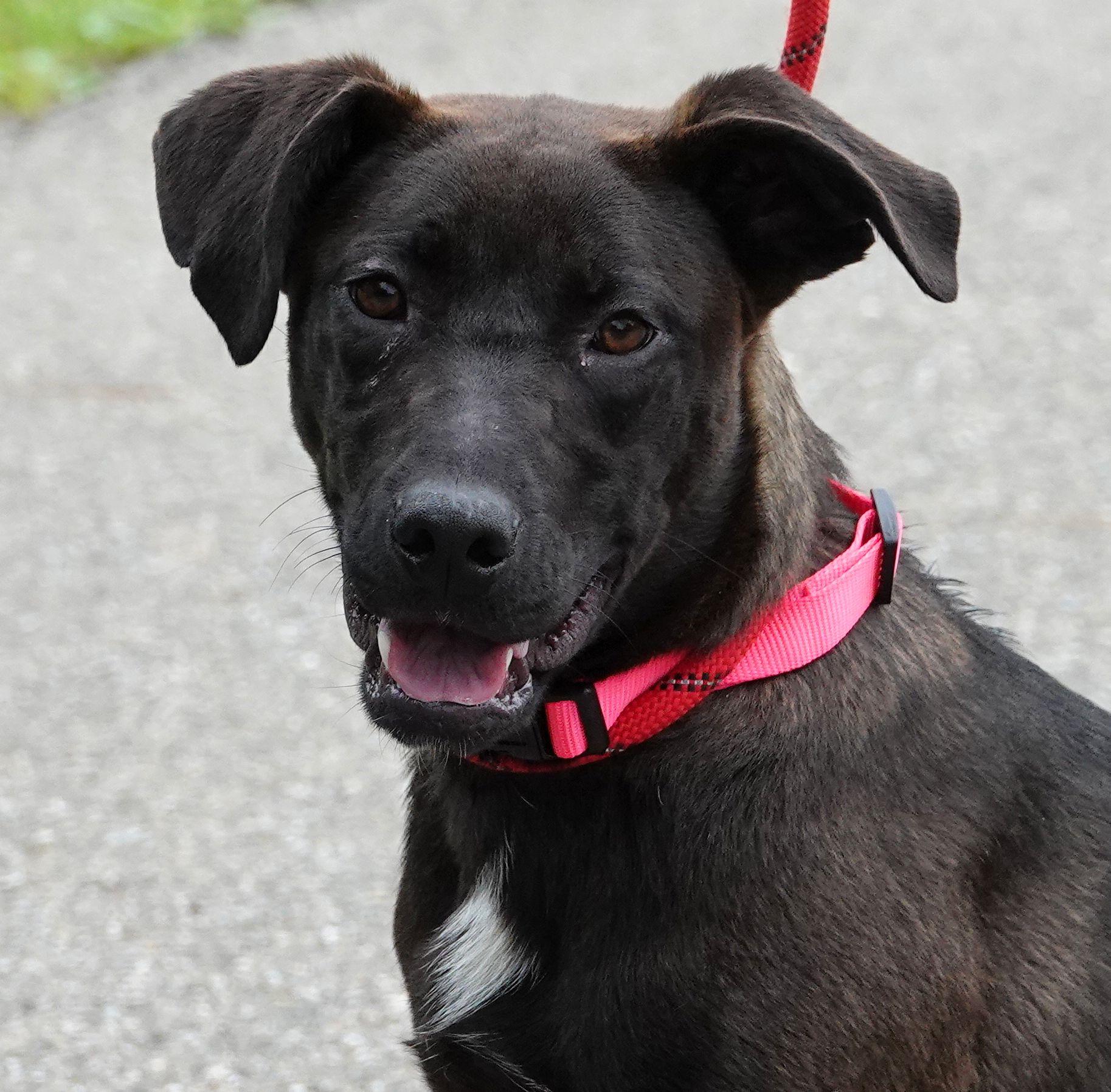 Ariel, ADOPTABLE, Young Female Shepherd & Belgian Shepherd / Malinois.