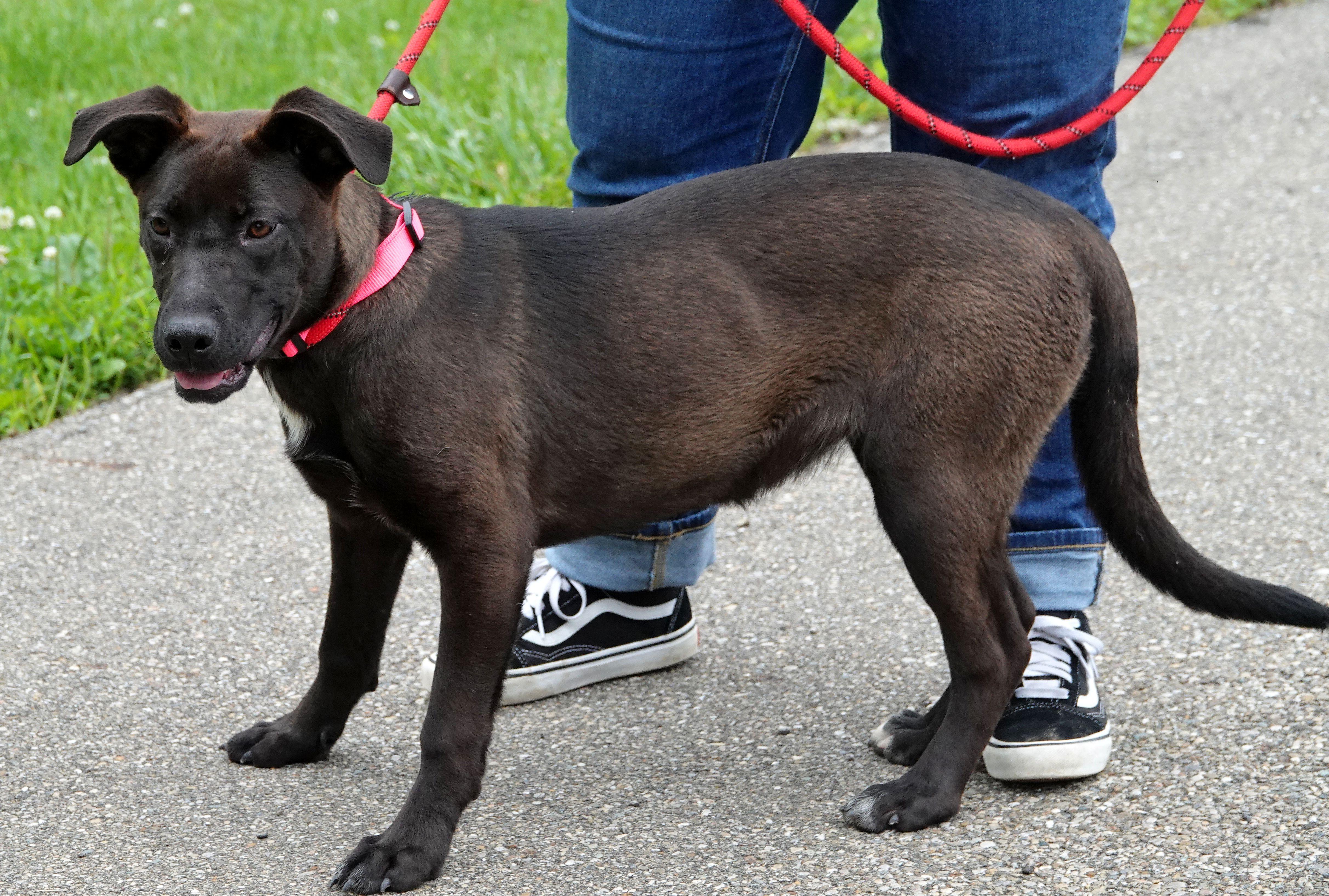 Ariel, a ADOPTABLE mixed breed in Millfield, OH image 2/3