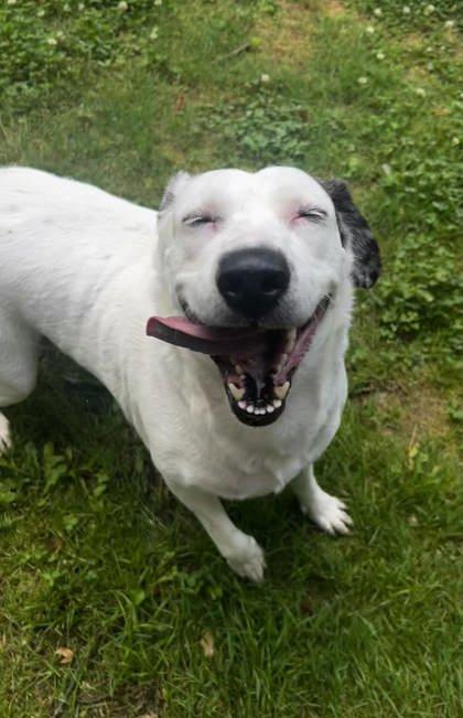 Charlotte, Adoptable, Adult Female Pit Bull Terrier & Mixed Breed.