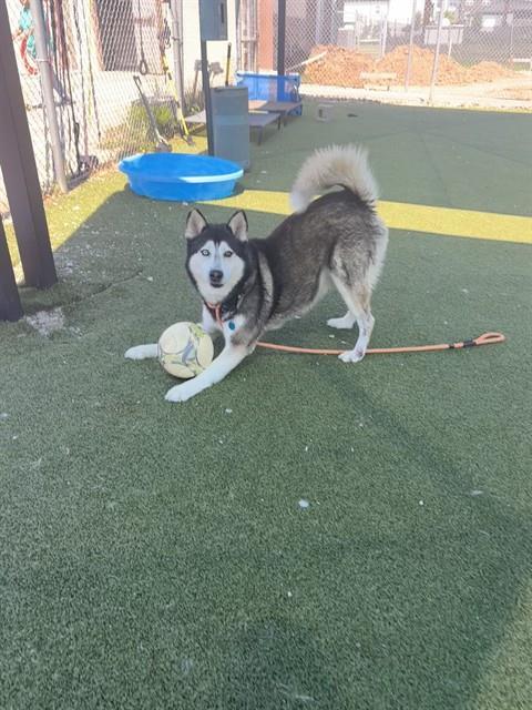 BALTO, Adoptable, Adult Male Siberian Husky.