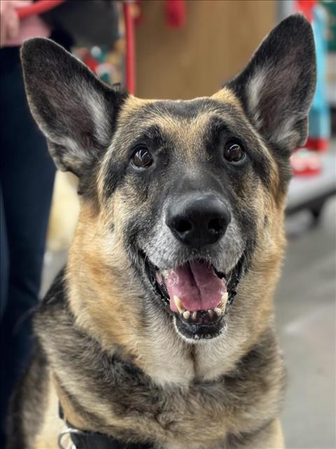 *CHIVE, Adoptable, Senior Male German Shepherd Dog.