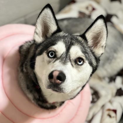 Yuma *Tri-Pawed* , Adoptable, Young Female Siberian Husky & Chihuahua.